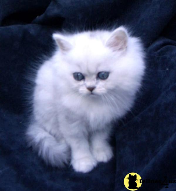 New litter of Shaded Silver Persians