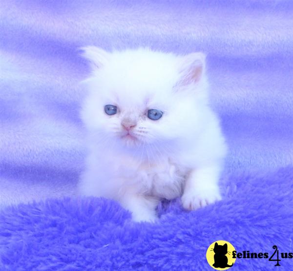 CFA Registered Kittens