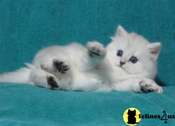 British Shorthair Kittens
