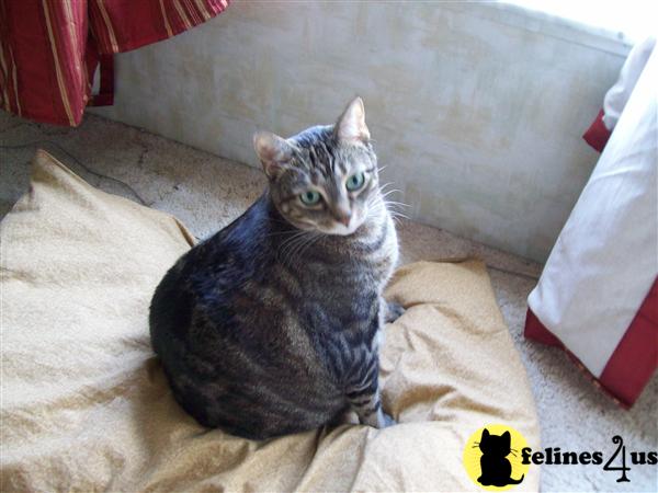 Free Cat to A Good Home