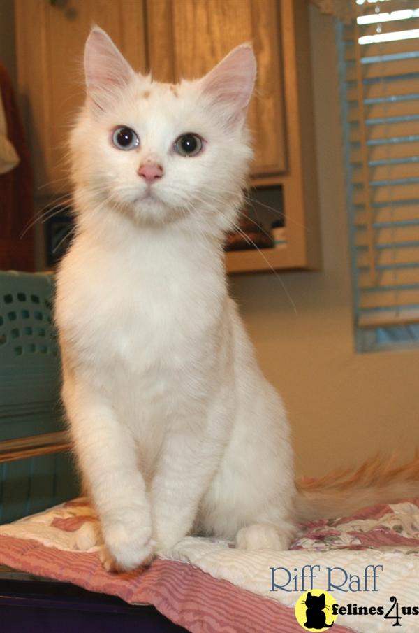 Kittens for Sale in New Mexico