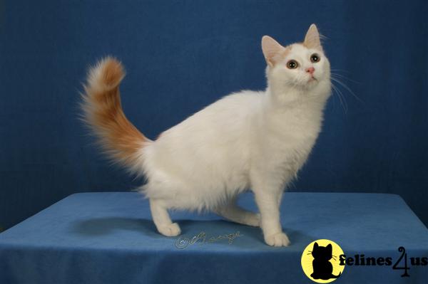 Kittens for Sale in New Mexico