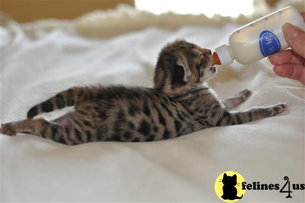 Savannah Kittens