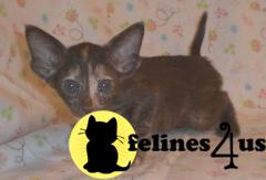 Oriental Kittens