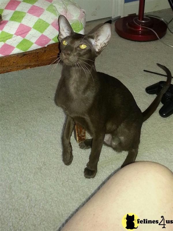 Cats for Sale