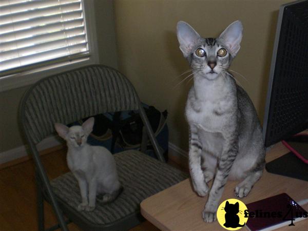Cats for Sale