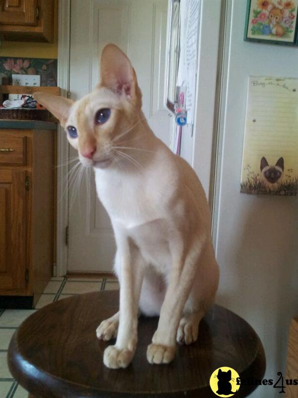 red point nuetered male