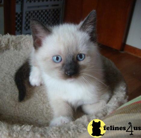 Siamese Kittens