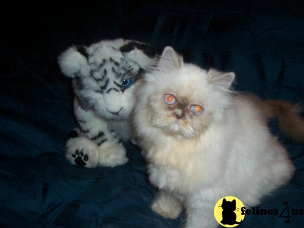 Himalayan Kittens