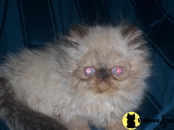 Himalayan Kittens