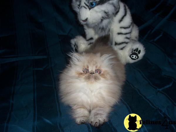 Himalayan Kittens