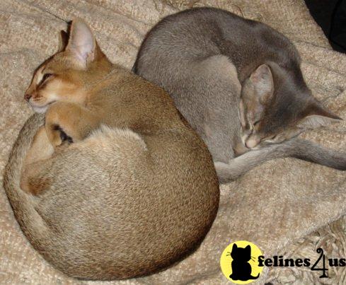 CA USA, Abyssinian Kittens