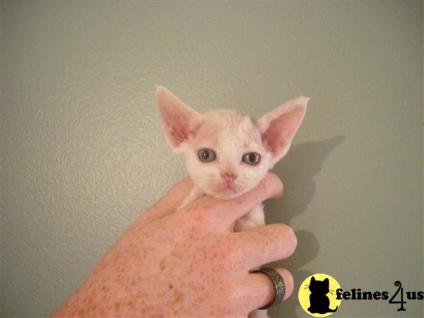 Devon+rex+kittens+for+sale