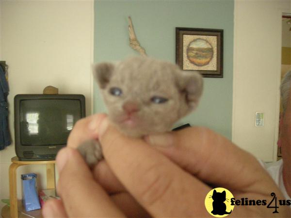 The Three Little Kittens