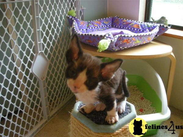 Devon+rex+kittens+florida