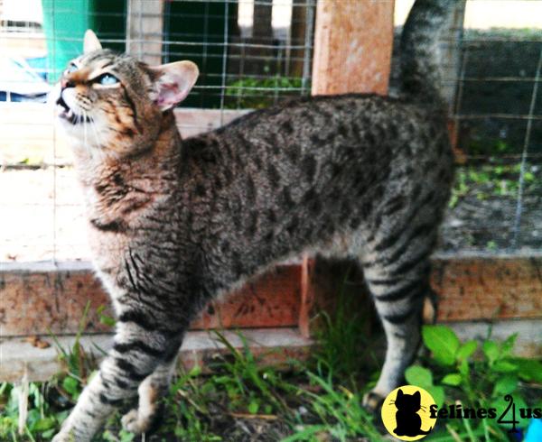 Cats for Sale
