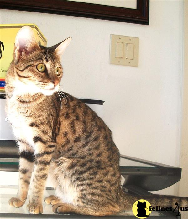 Cats for Sale
