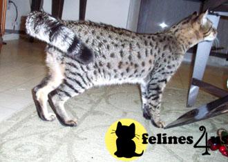 Cats for Sale