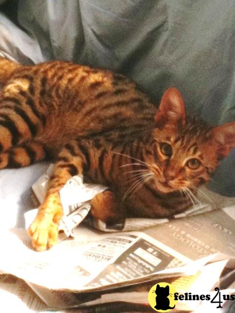Handsome C F3 Male Savannah Kitten
