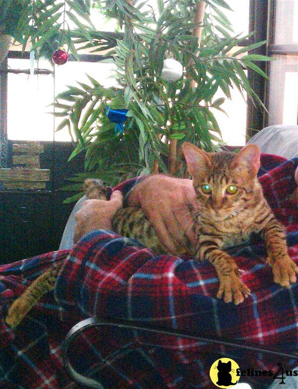 Cats for Sale
