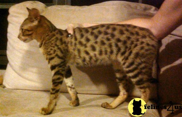 Savannah Kittens