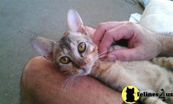 Cats for Sale
