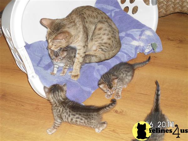 Bengal Kittens in Florida