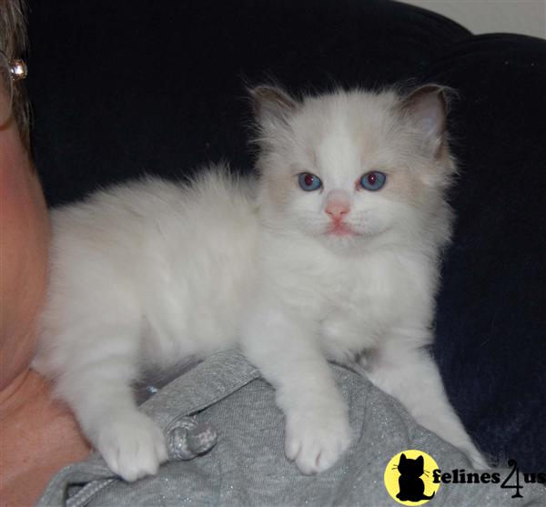 Kittens for Sale in California