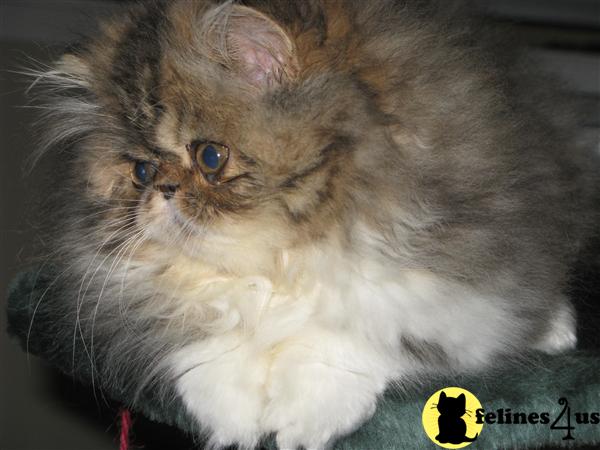 Kittens for Sale in Washington