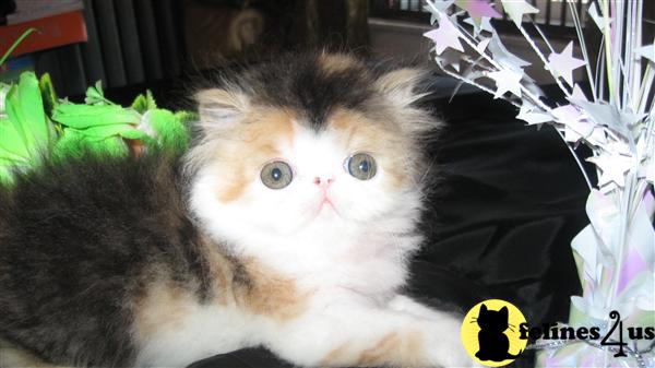 Kittens for Sale in New York