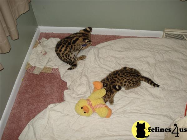 Savannah Kittens