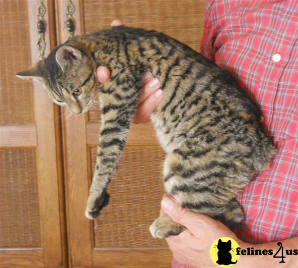 Kittens for Sale in Arkansas