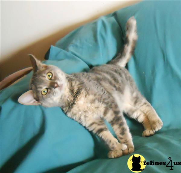 Kittens for Sale in Arkansas