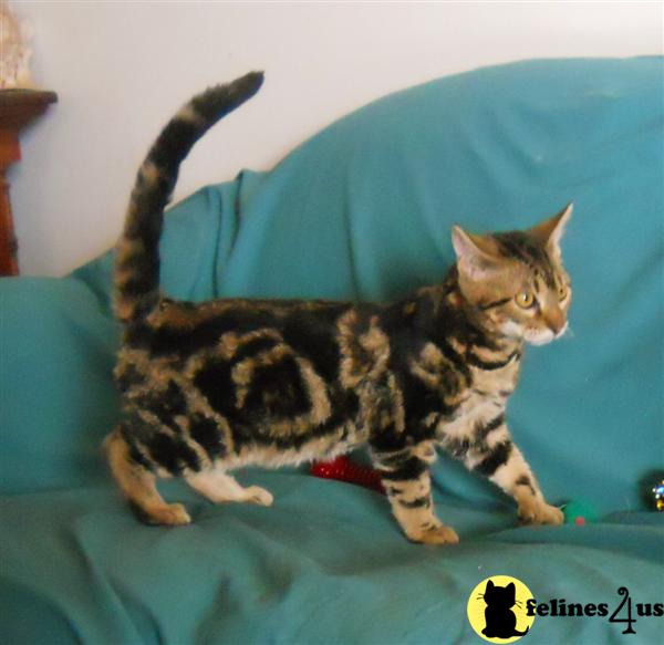 Kittens for Sale in Arkansas