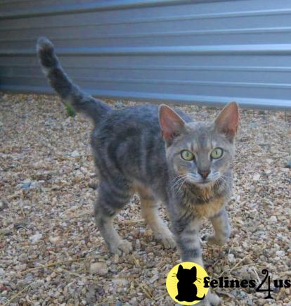 Kittens for Sale in Arkansas