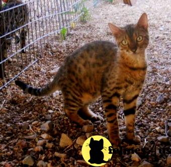 Kittens for Sale in Arkansas