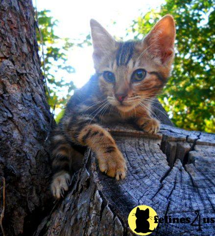 Savannah Kittens
