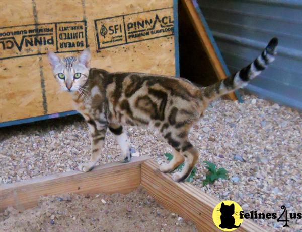 Kittens for Sale in Arkansas