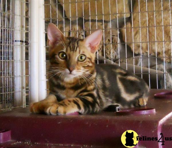 Savannah Kittens