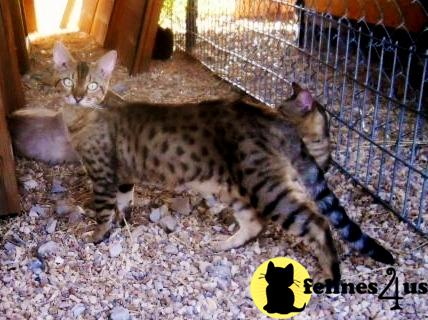 Kittens for Sale in Arkansas