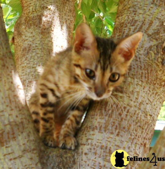 Savannah Kittens