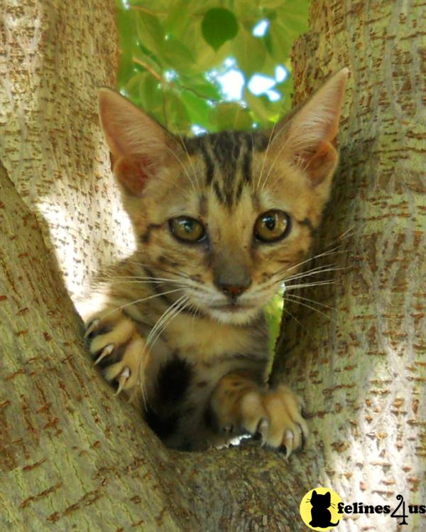 Savannah Kittens