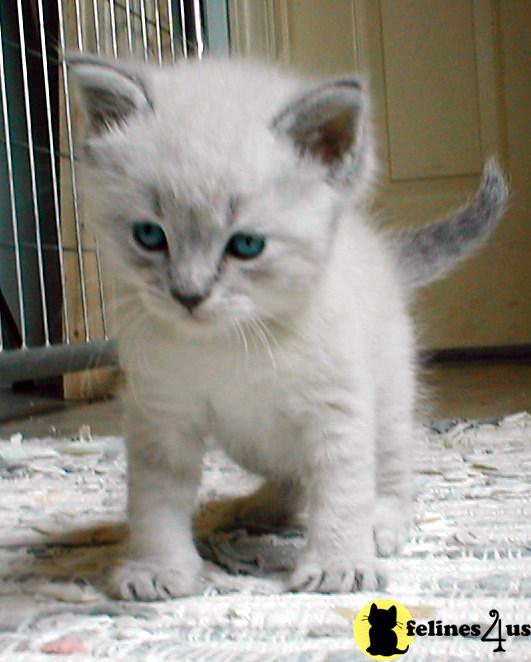Siamese Kittens