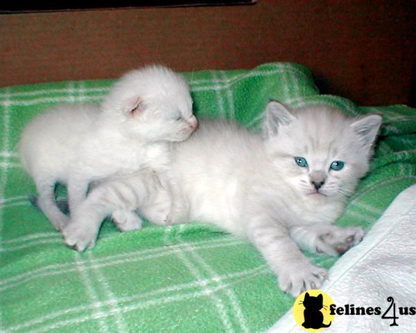 Siamese Kittens