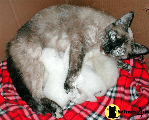 Siamese Kittens