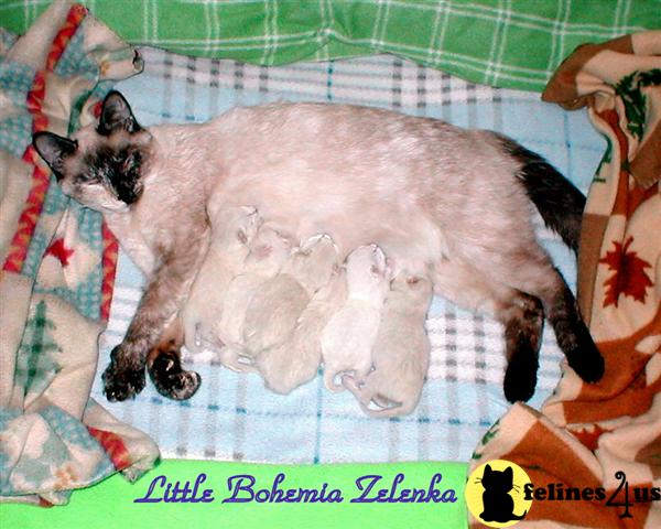 Siamese Kittens