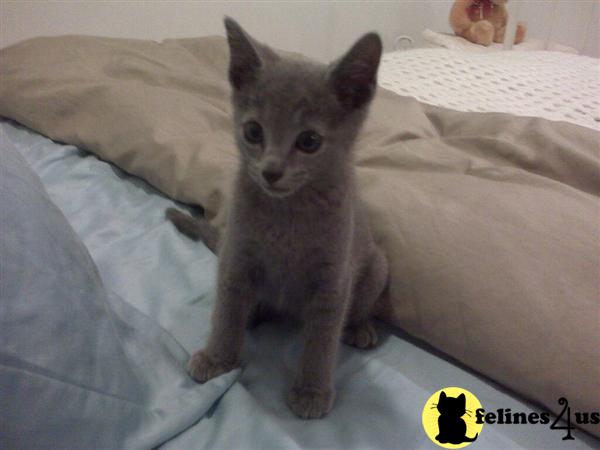 Russian Blue Kittens