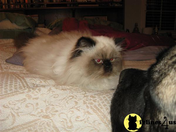 Himalayan Kittens