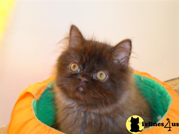 Kittens for Sale in California