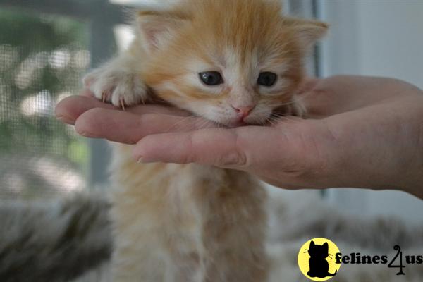 Siberian Kittens